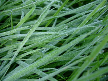50 Free High Resolution Grass Textures for Designers - Designbeep