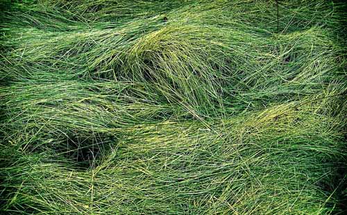 free grass textures