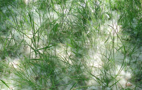 free grass textures