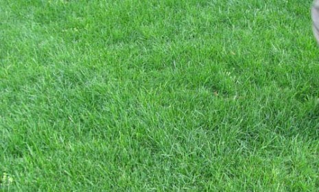 50 Free High Resolution Grass Textures for Designers - Designbeep
