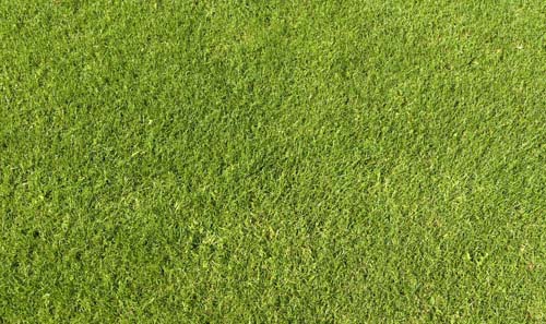 free grass textures