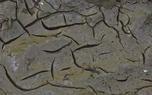 cracked mud textures