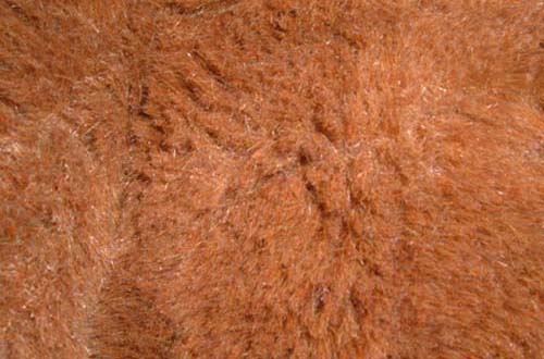 free fur textures