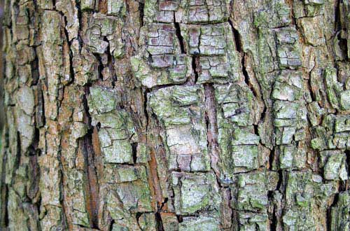bark texture