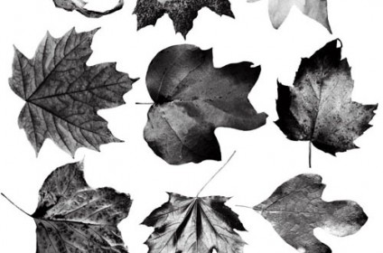 photoshop leaf brushes