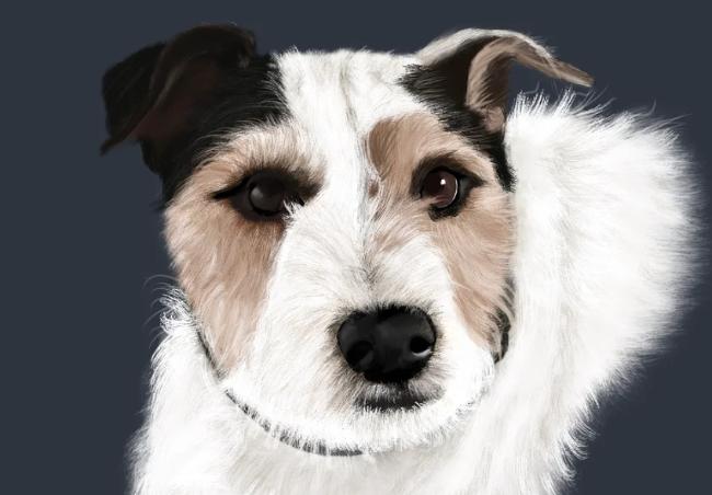 Fur Brush for Procreate Free