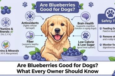 Are Blueberries Good for Dogs